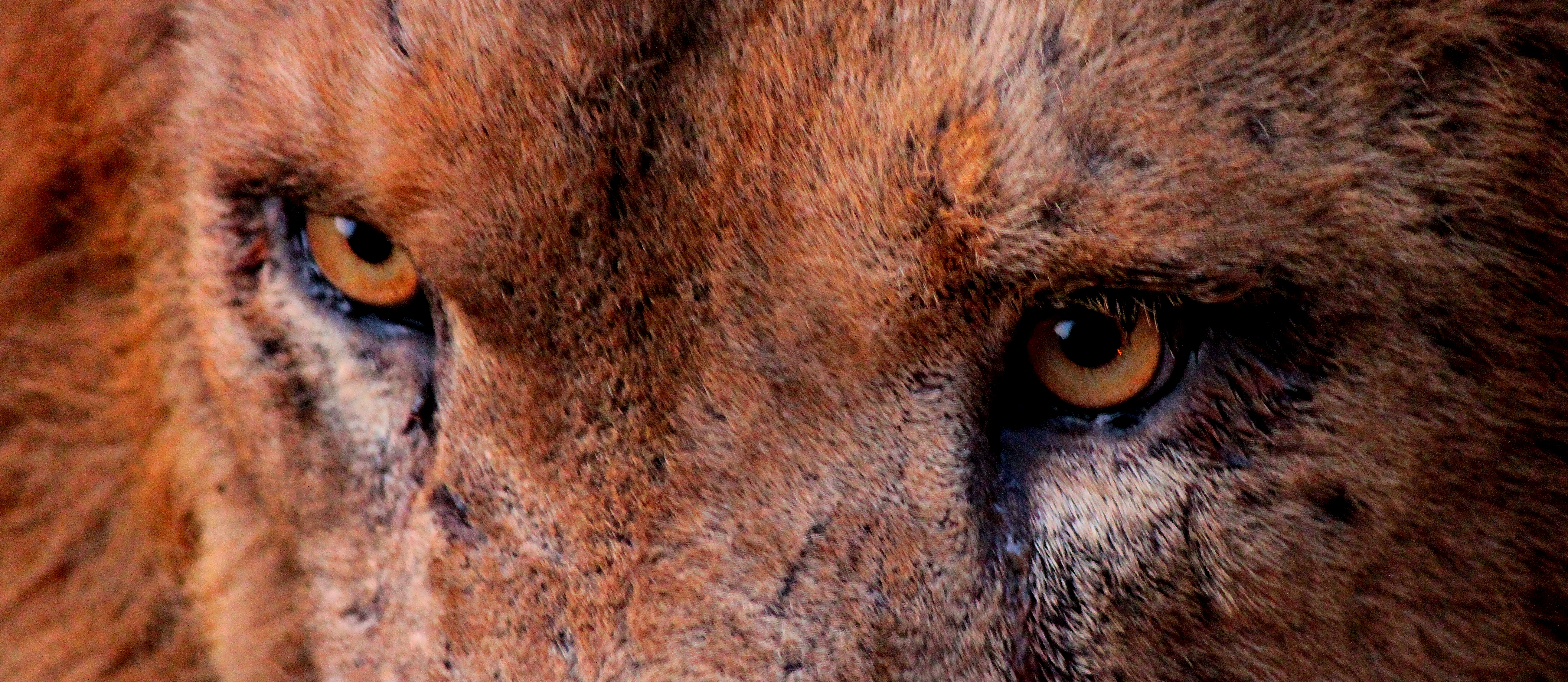IMG_3822 safari